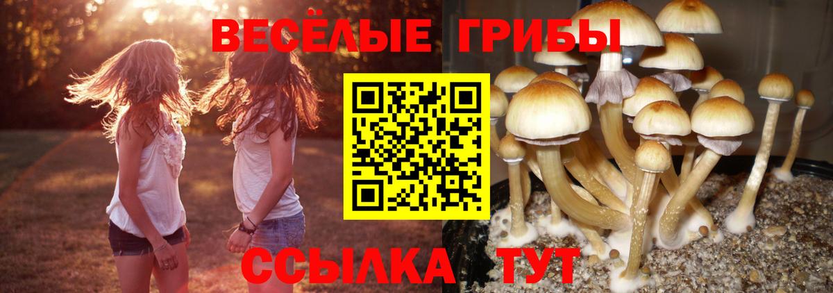 Махачкала  Галлюциногенные грибы мицелий  Вход с VPN 